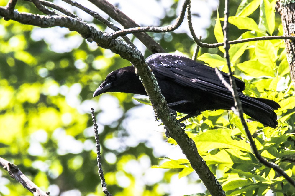 American Crow - ML249593011