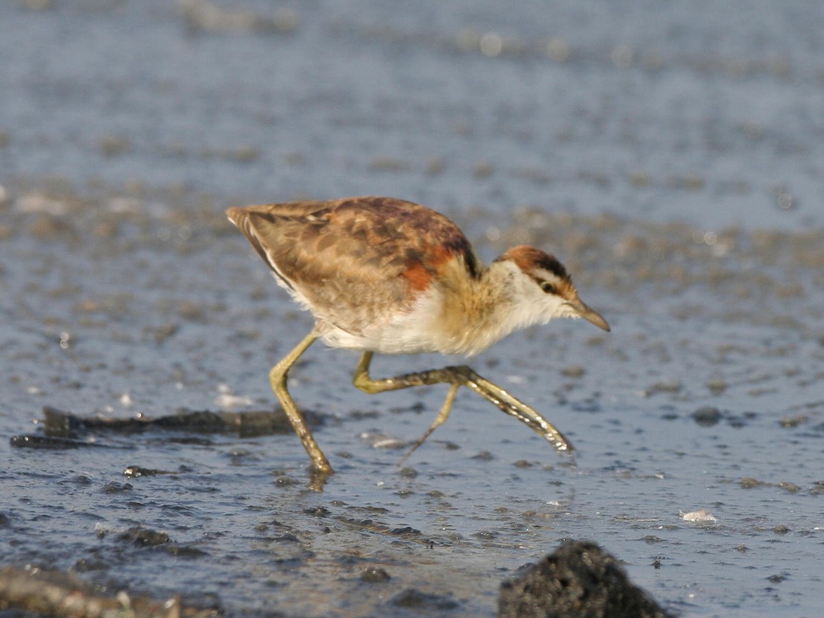 Lesser Jacana - Gareth Hazell