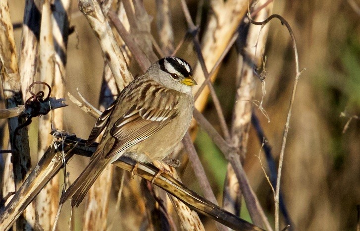 Bruant à couronne blanche (pugetensis) - ML24959391