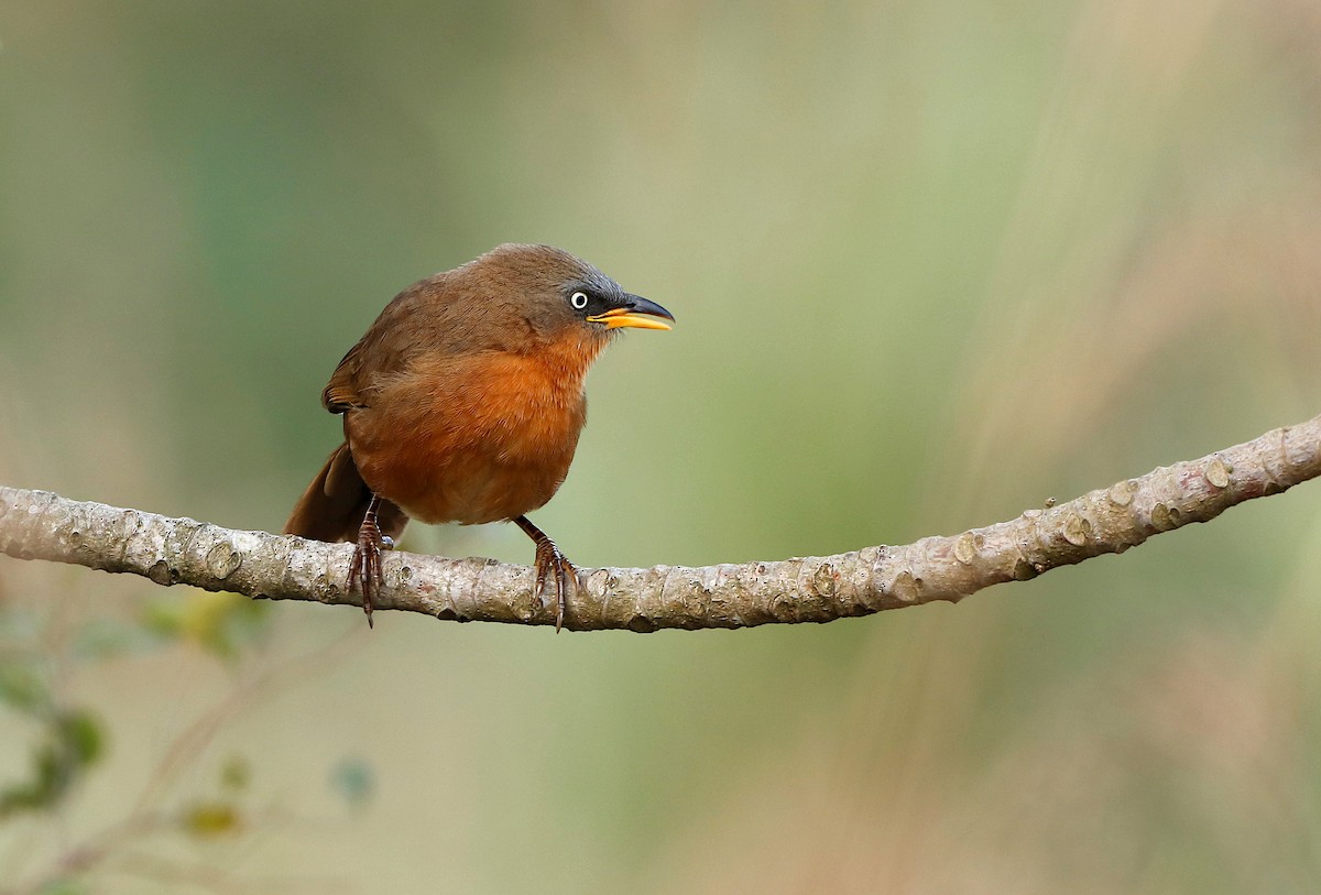 Rufous Babbler - Novelkumar M S