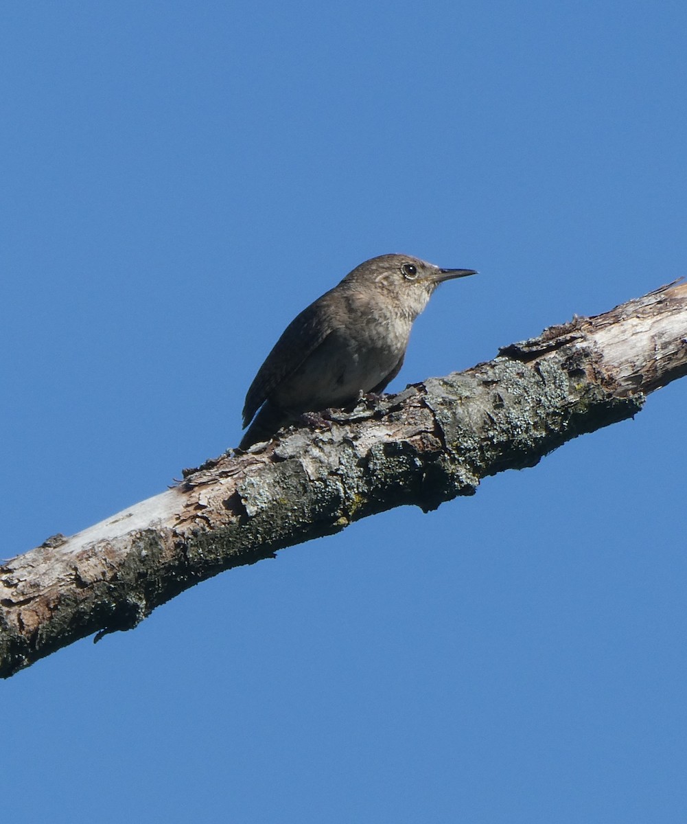 House Wren - ML249596811