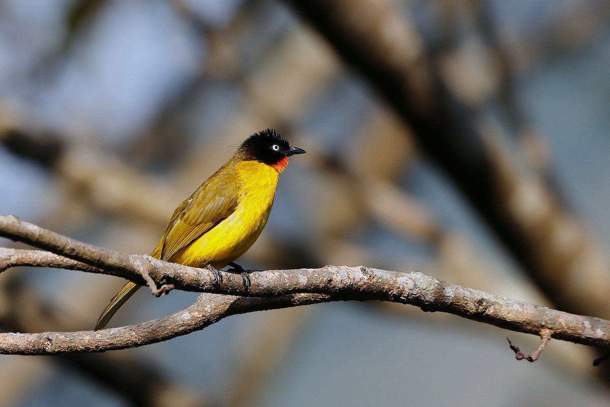 Flame-throated Bulbul - ML249596861