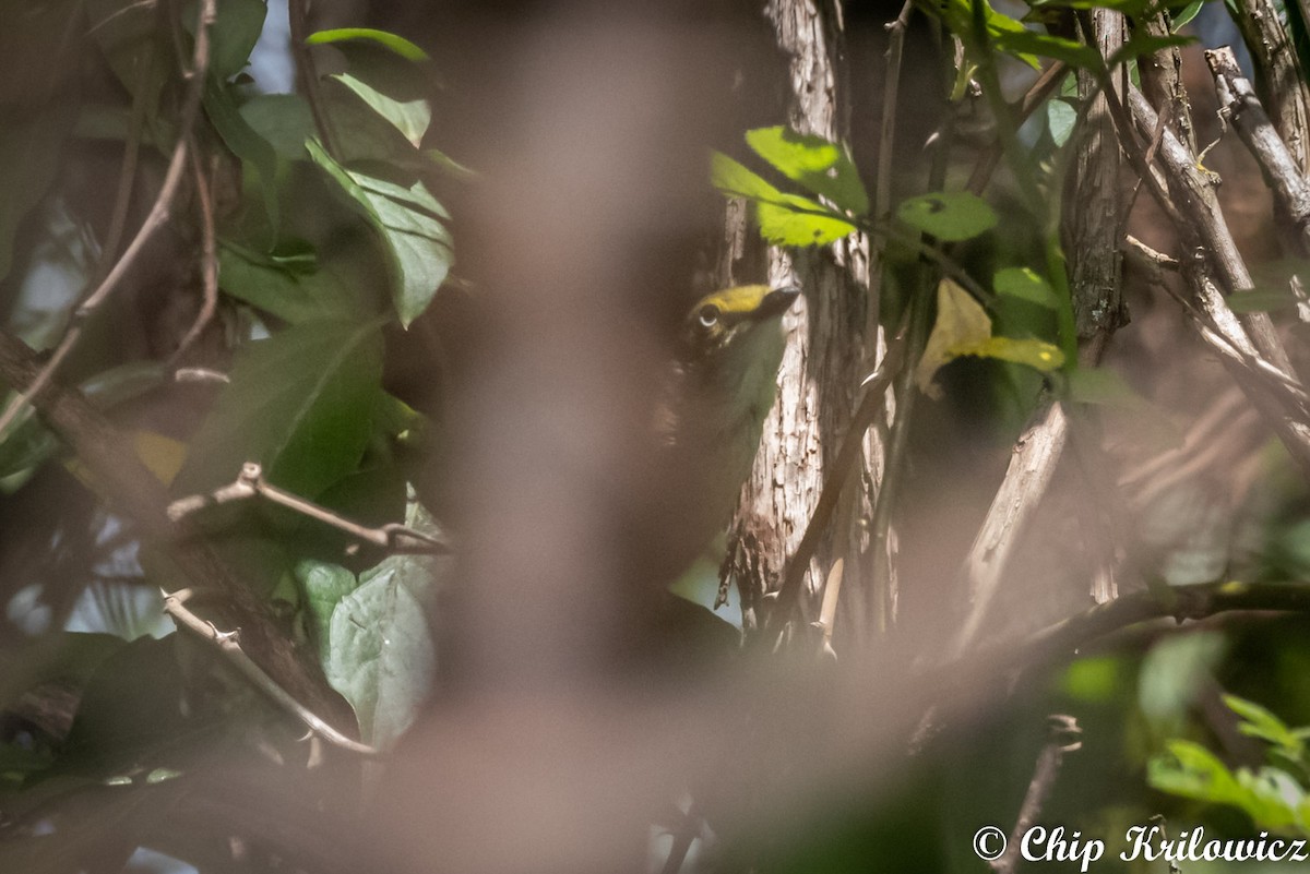 White-eyed Vireo - Chip Krilowicz