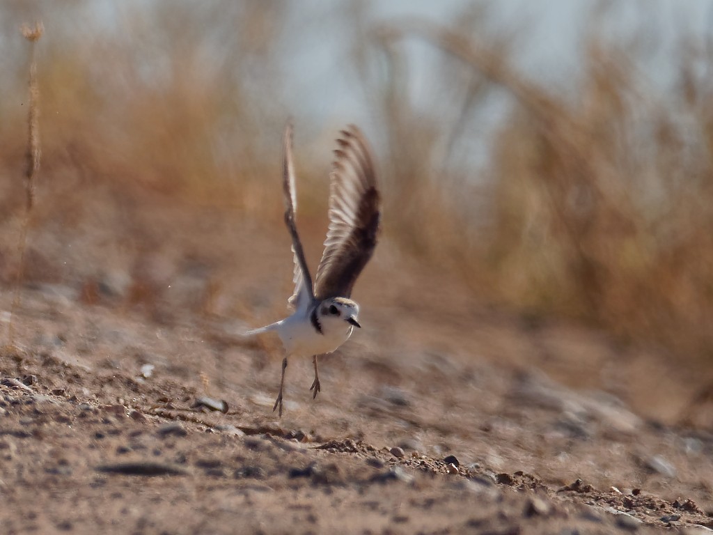 Snowy Plover - ML249602081