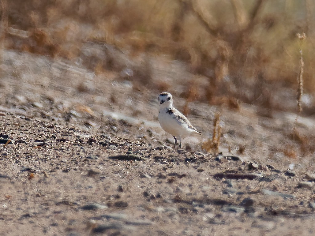 Snowy Plover - ML249602091