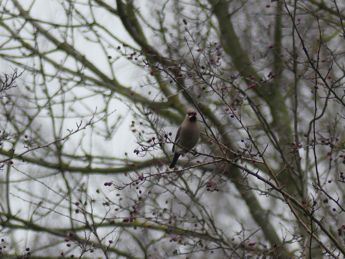 Bohemian Waxwing - ML249602101