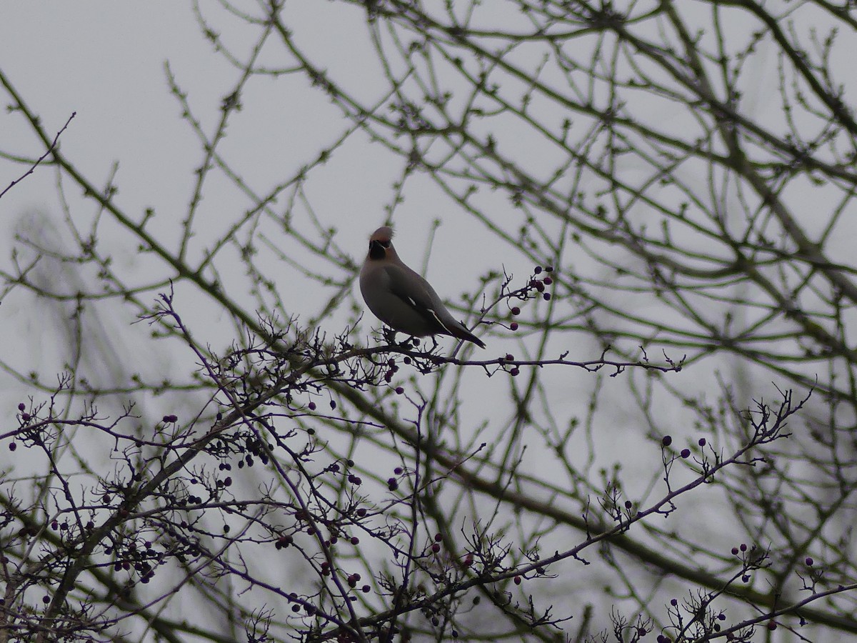 Bohemian Waxwing - ML249602131