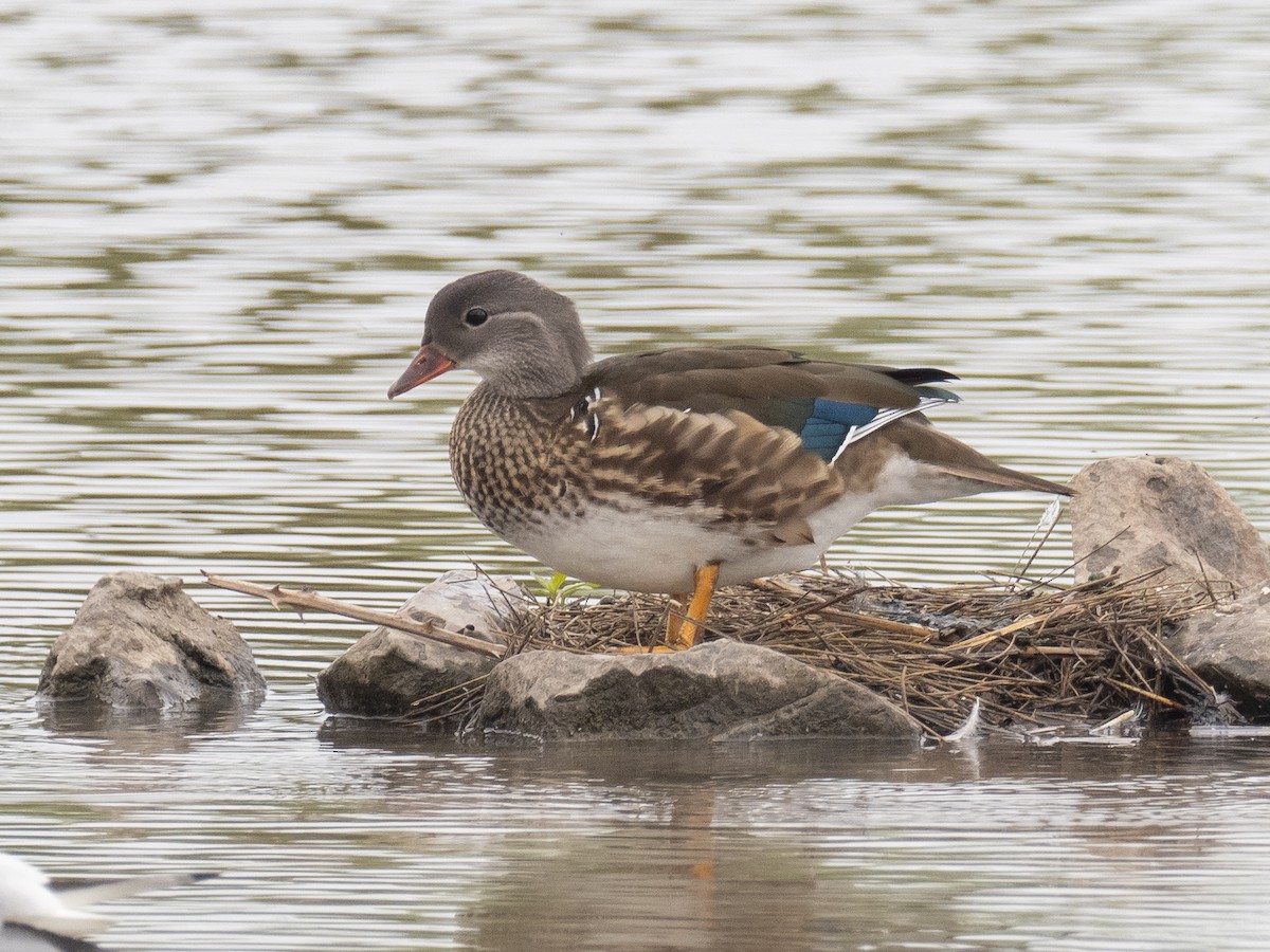 Mandarin Duck - ML249605081