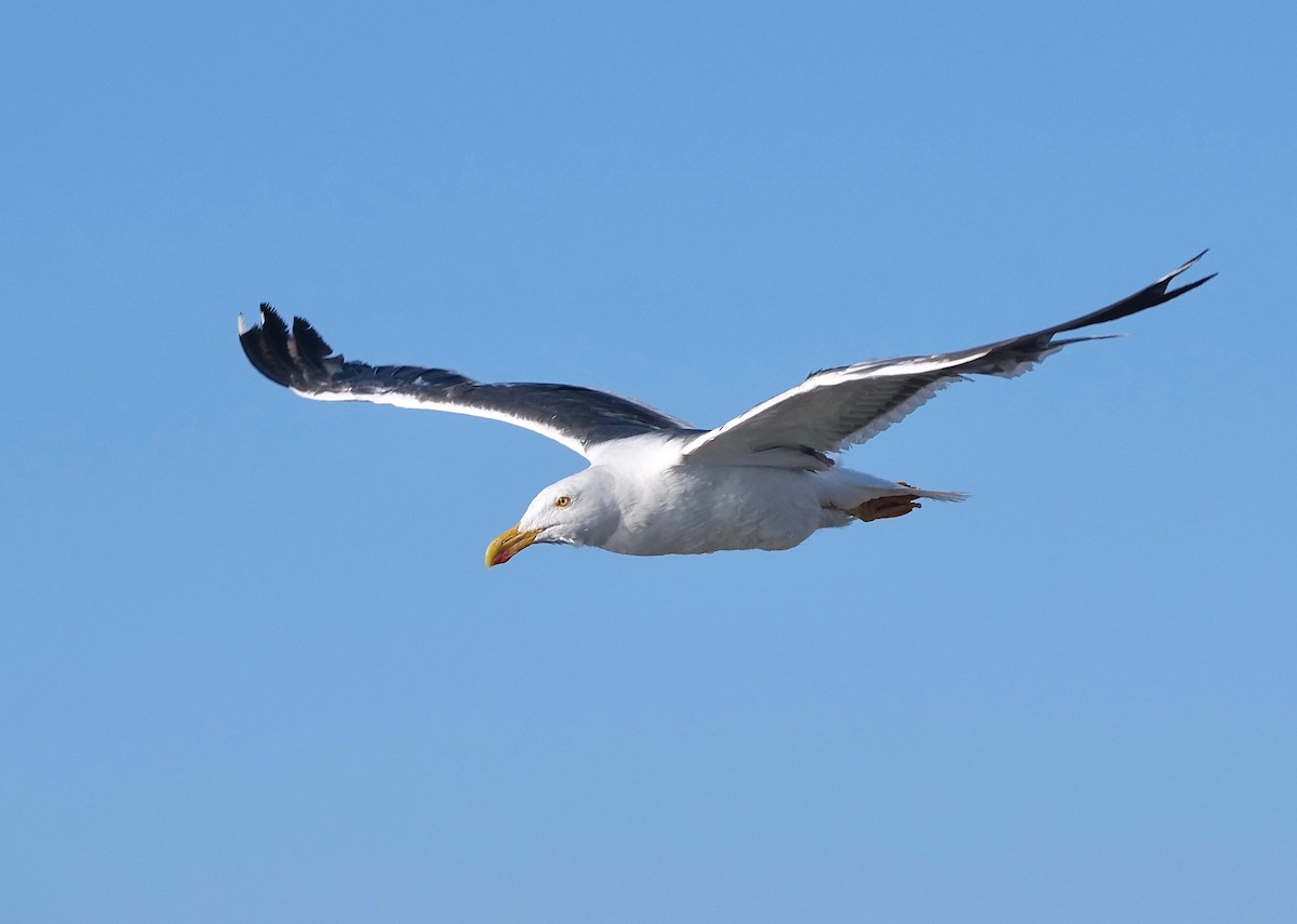 Yellow-footed Gull - Gautam Apte