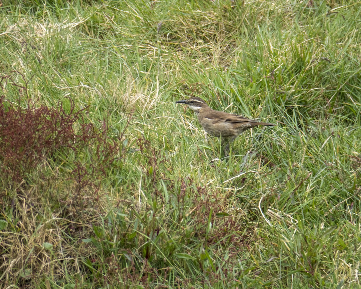 Stout-billed Cinclodes - ML249611041