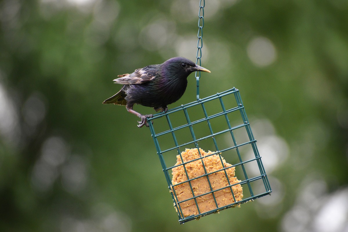 European Starling - ML249612791