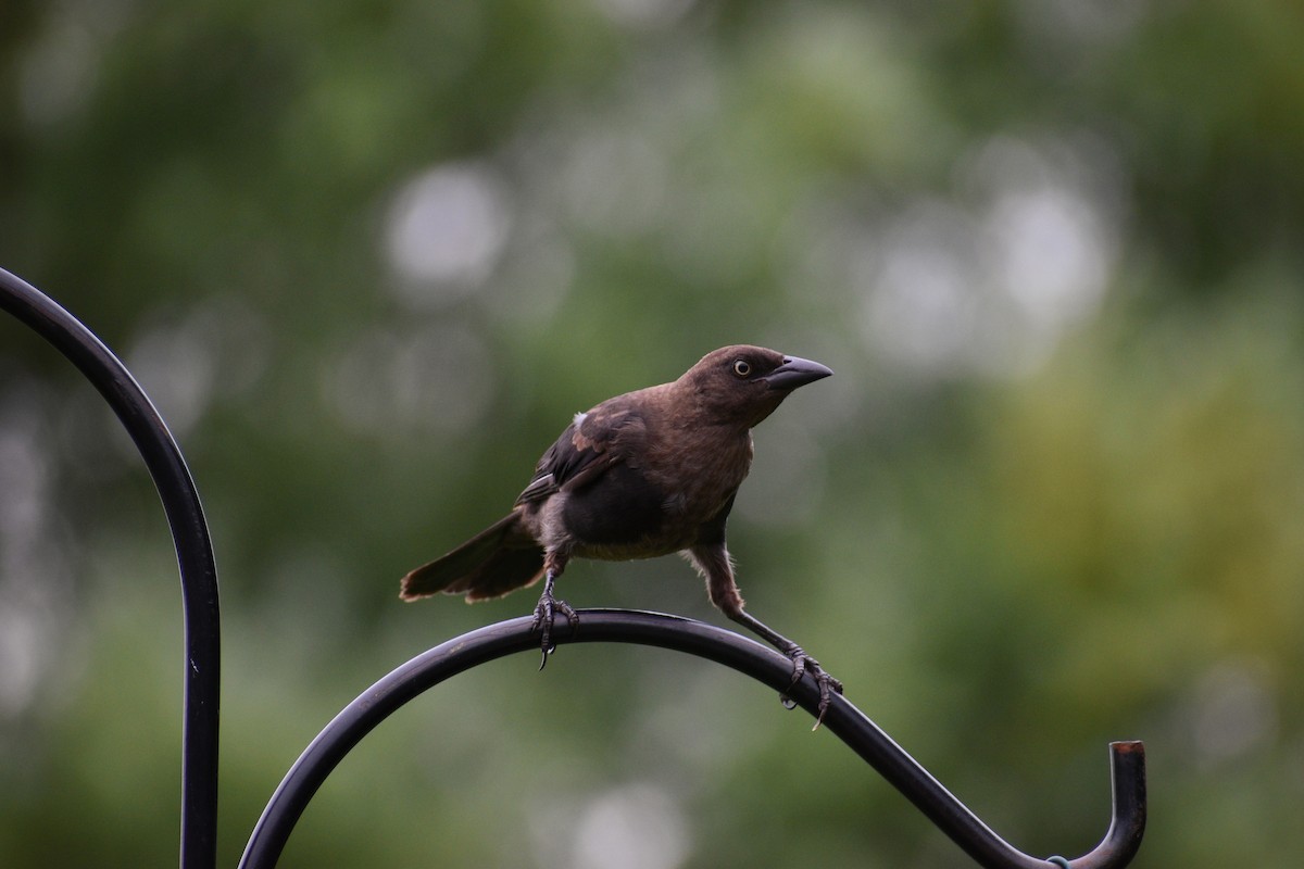 Common Grackle - Maxima Gomez-Palmer