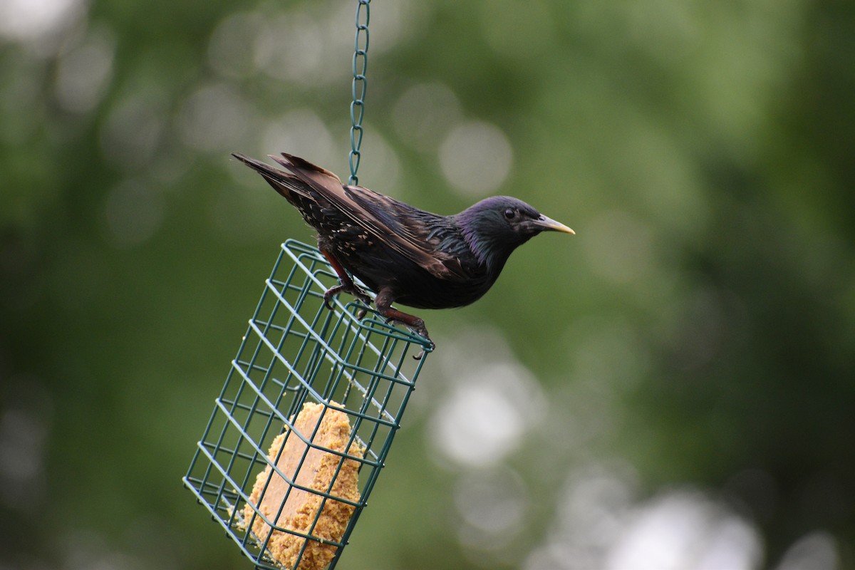 European Starling - ML249613781