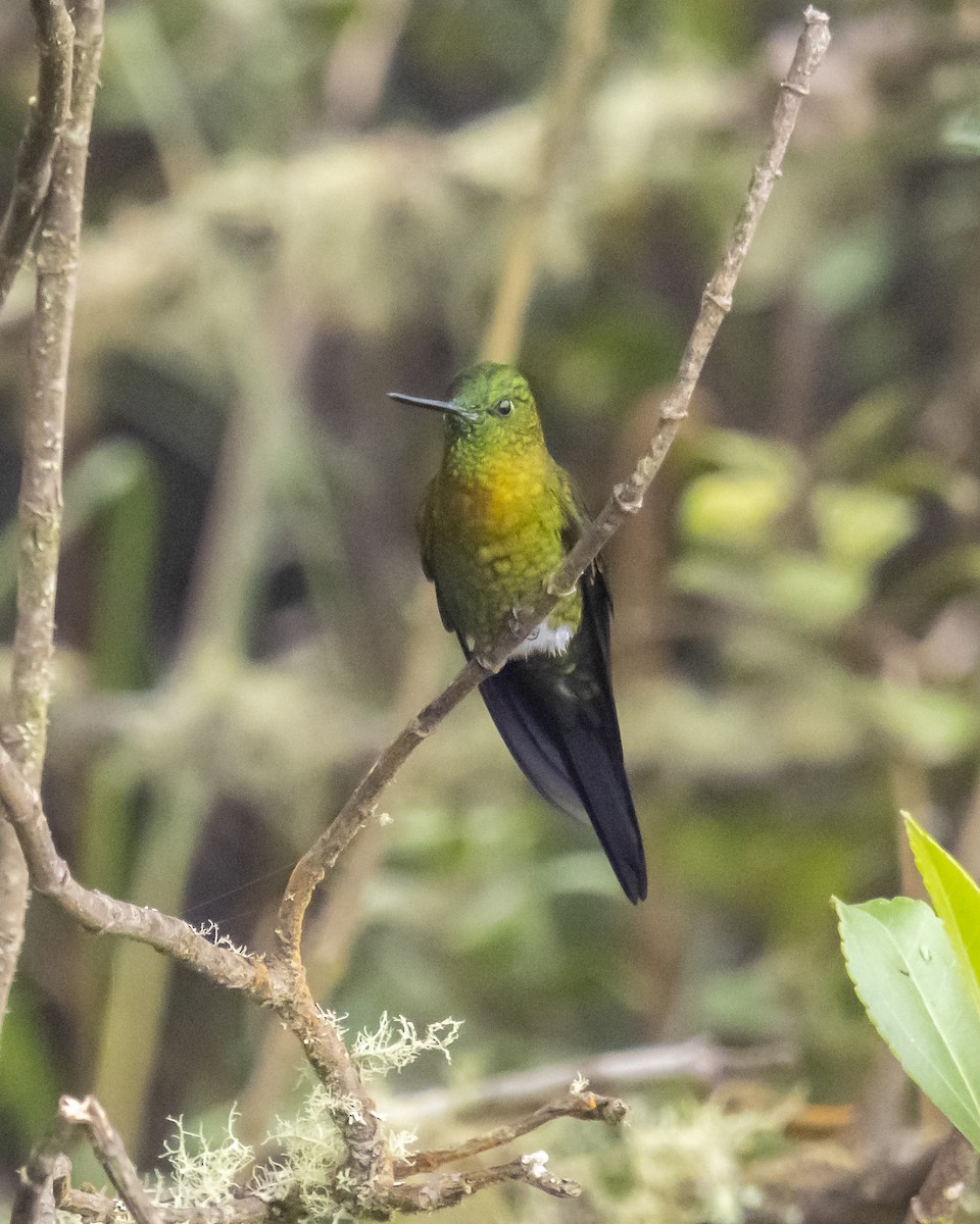 Goldbrust-Höschenkolibri - ML249615331