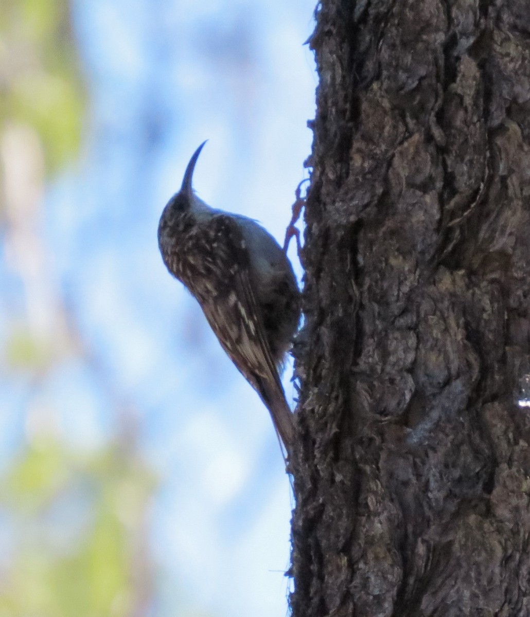 Brown Creeper - ML24961601