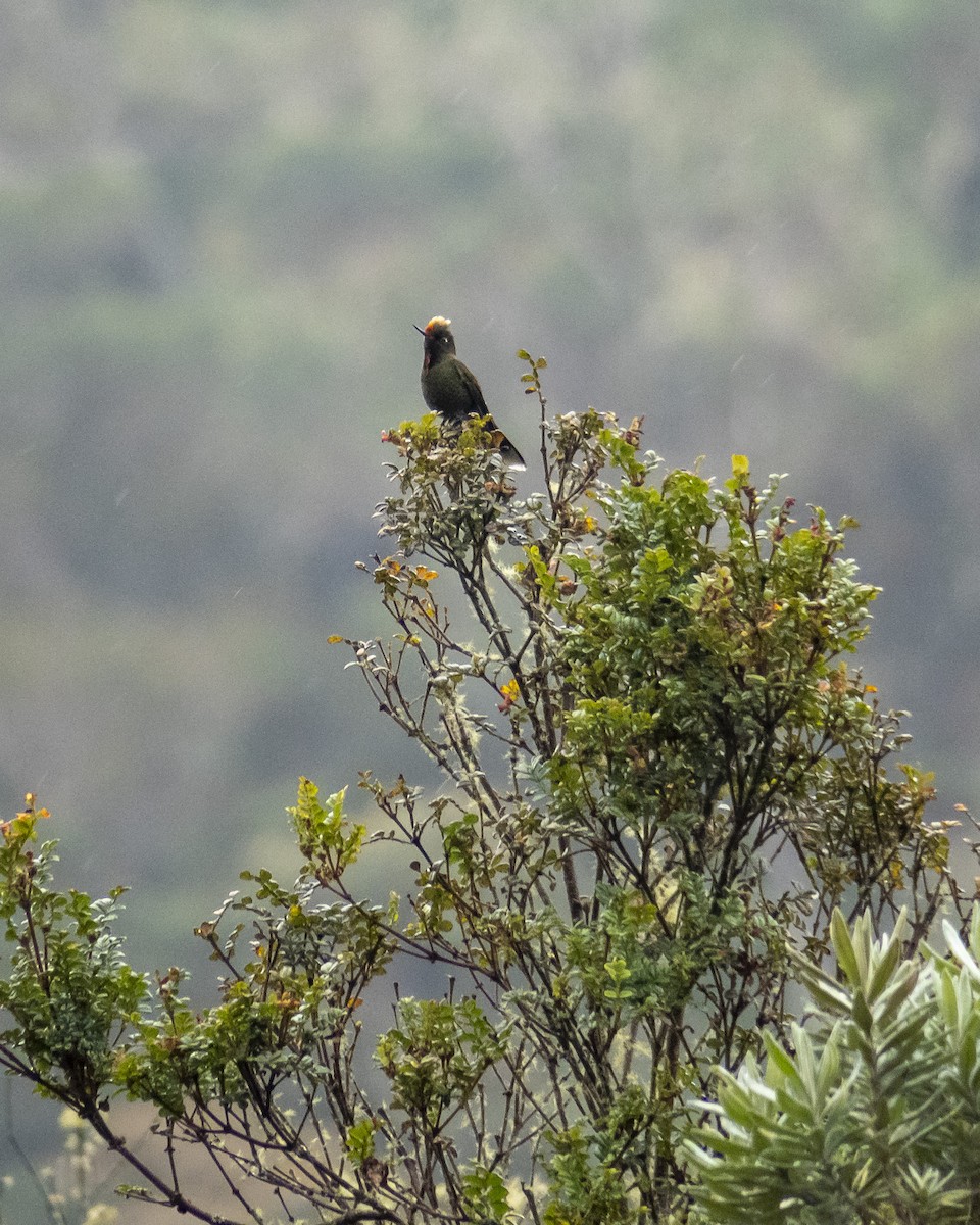 Rainbow-bearded Thornbill - ML249616461