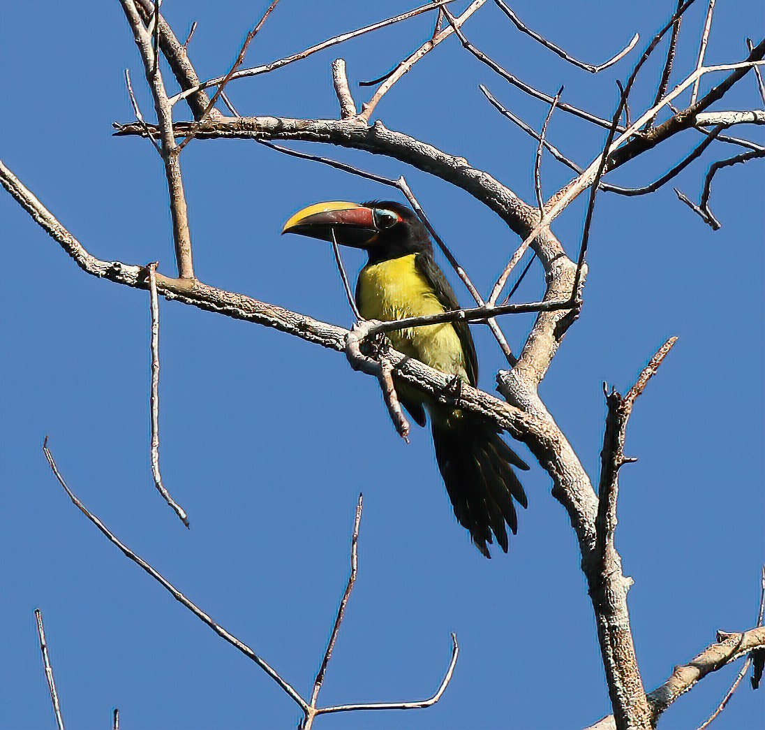 Green Aracari - ML249618301