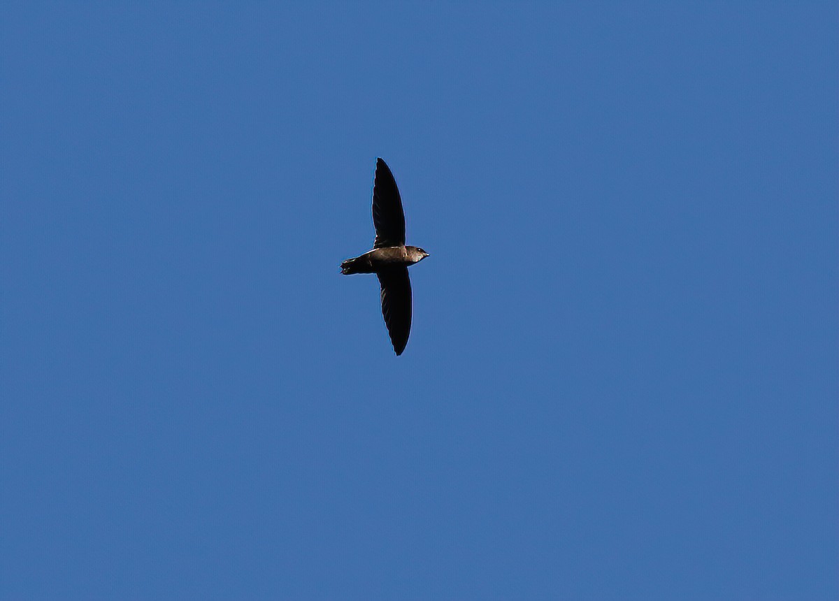 Band-rumped Swift - ML249618841