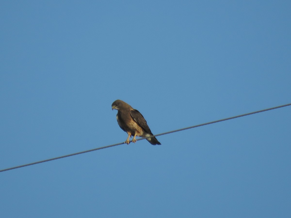 Swainson's Hawk - ML249619391