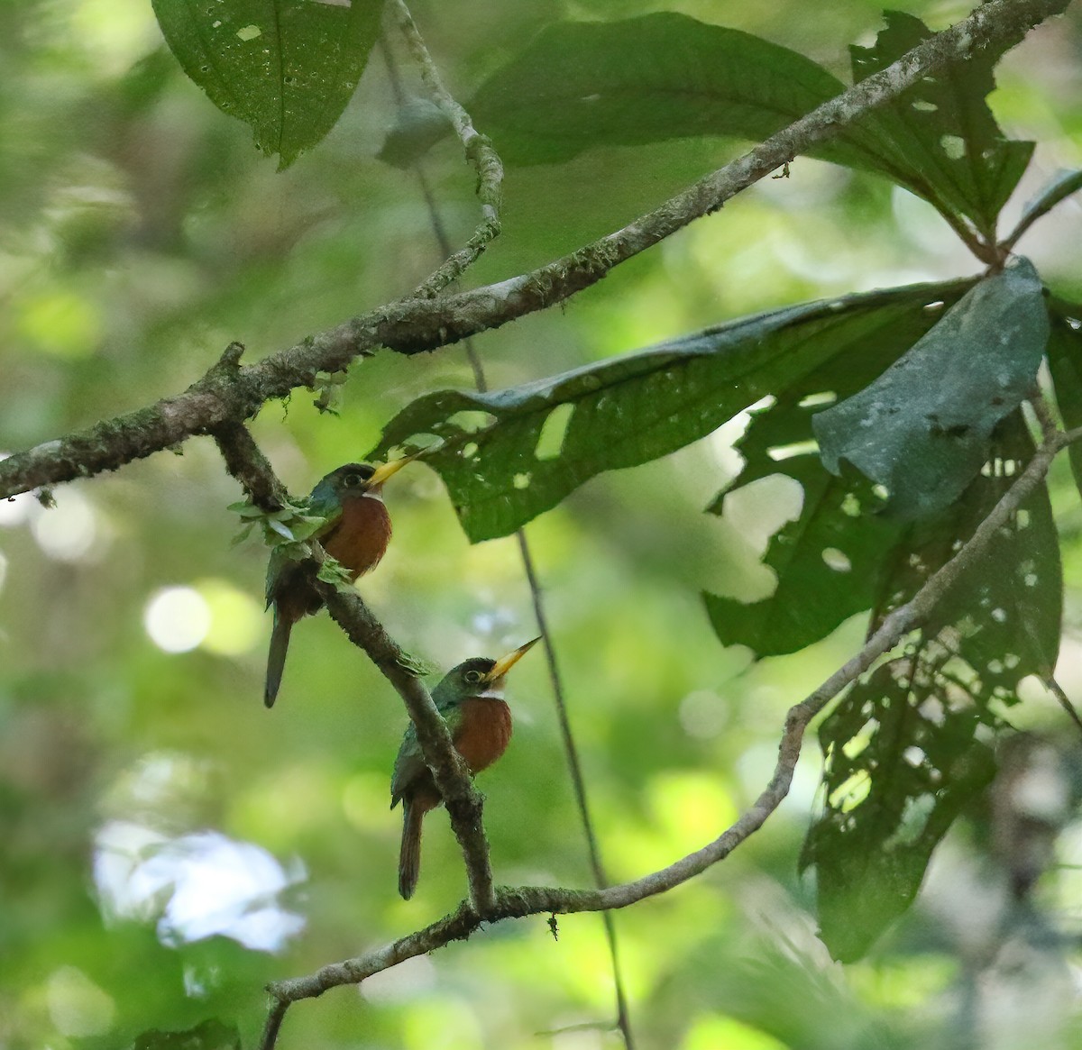 Jacamar à bec jaune - ML249620291