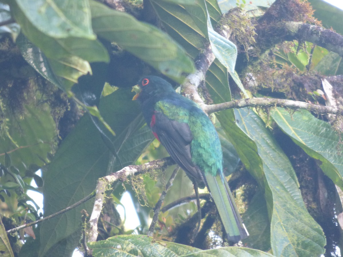 Collared Trogon - ML249620311