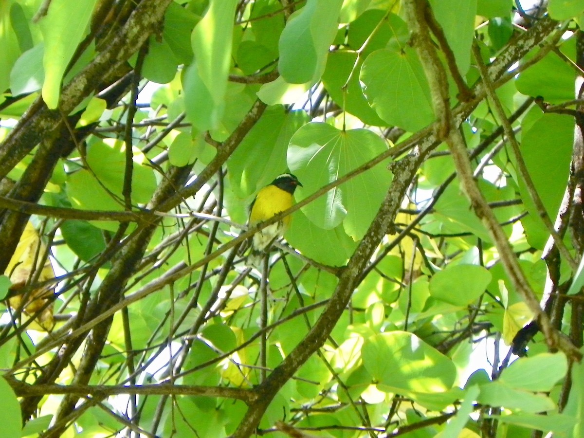 Bananaquit - ML249620321