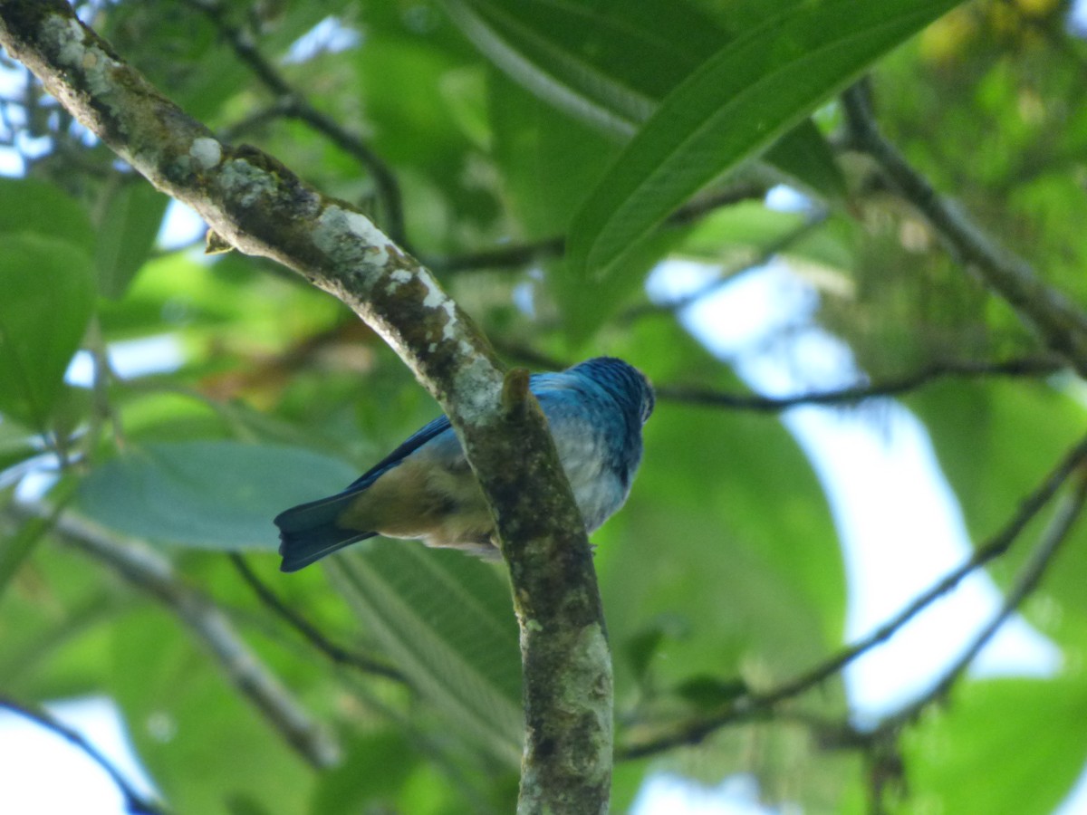 Golden-naped Tanager - ML249620601