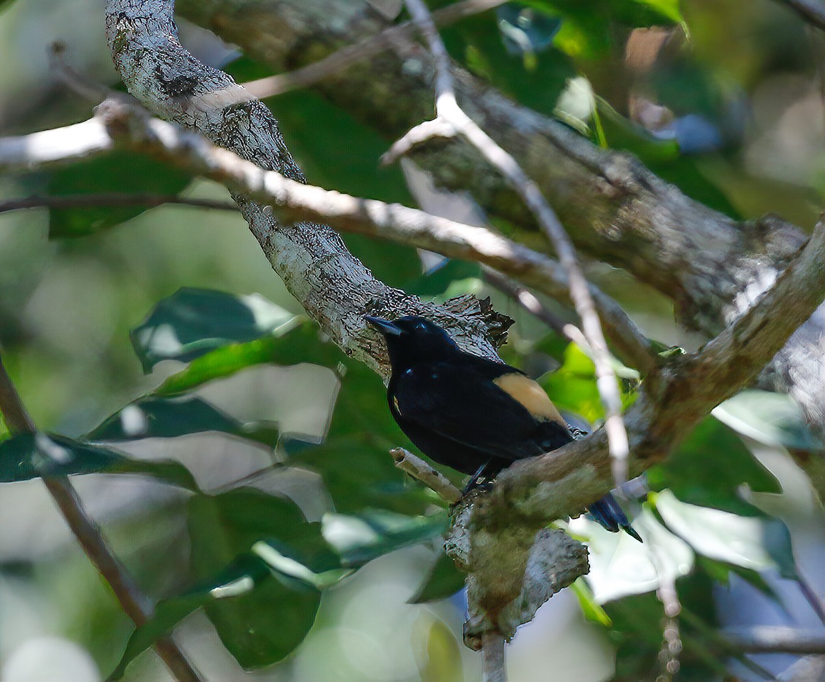 Fulvous-crested Tanager - ML249621171