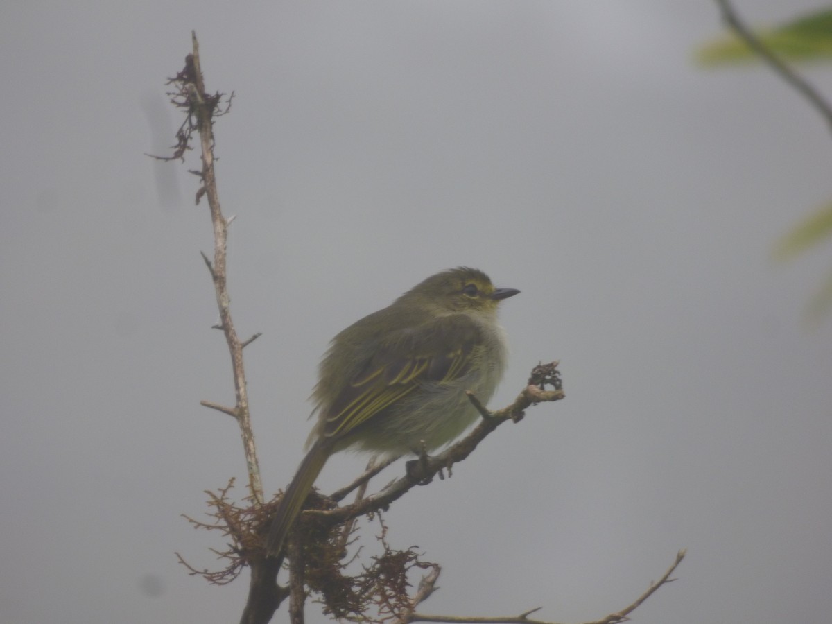 Peruvian Tyrannulet (Loja) - ML249621361