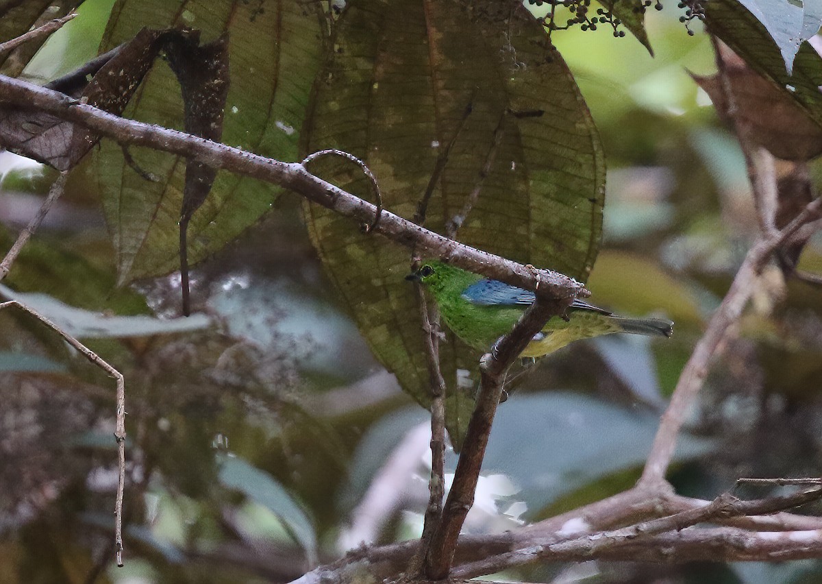 Dotted Tanager - ML249622291