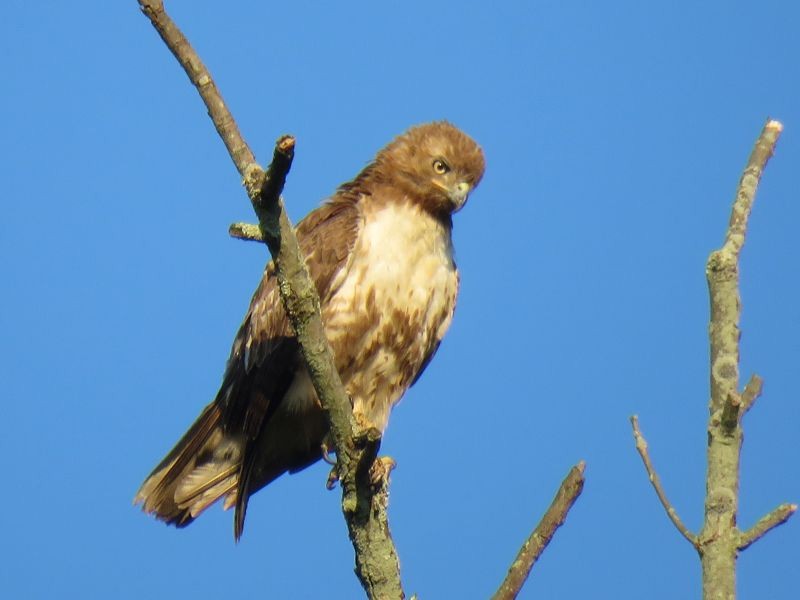 Red-tailed Hawk - ML249622301