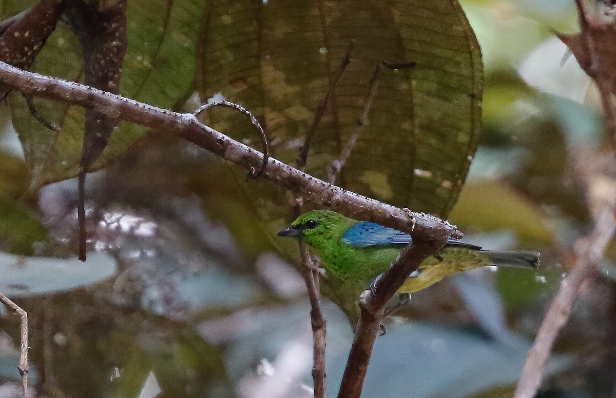 Dotted Tanager - ML249622401