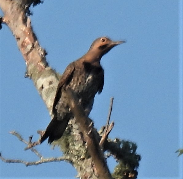 Northern Flicker - ML249622471