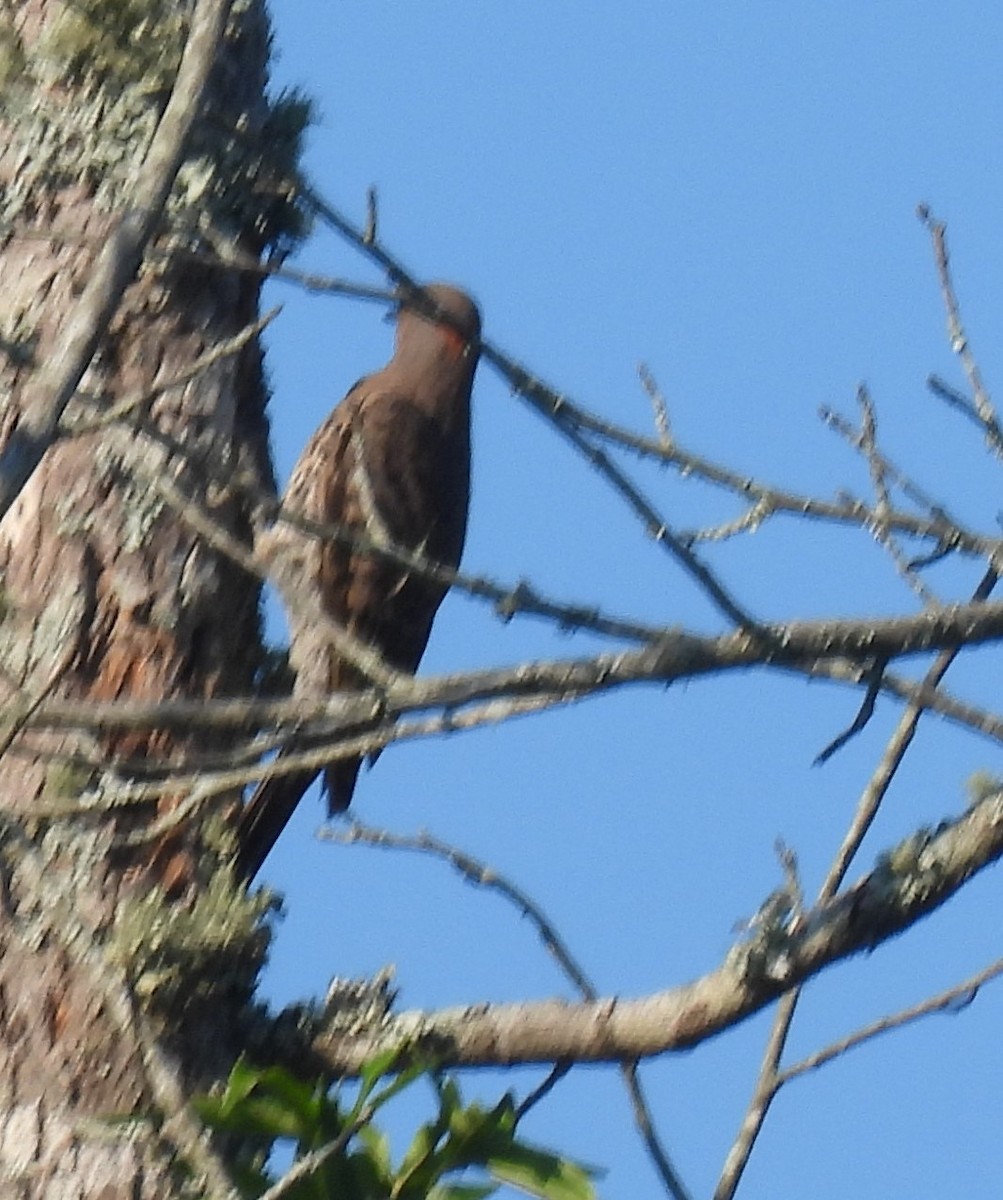 Northern Flicker - ML249622521