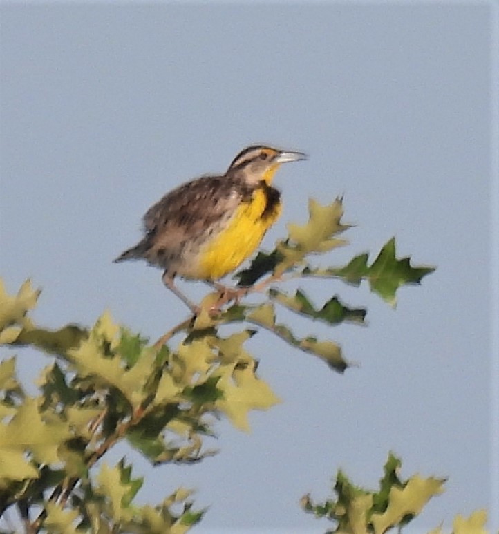 Eastern Meadowlark - ML249622621