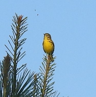 Prairie Warbler - ML249622761