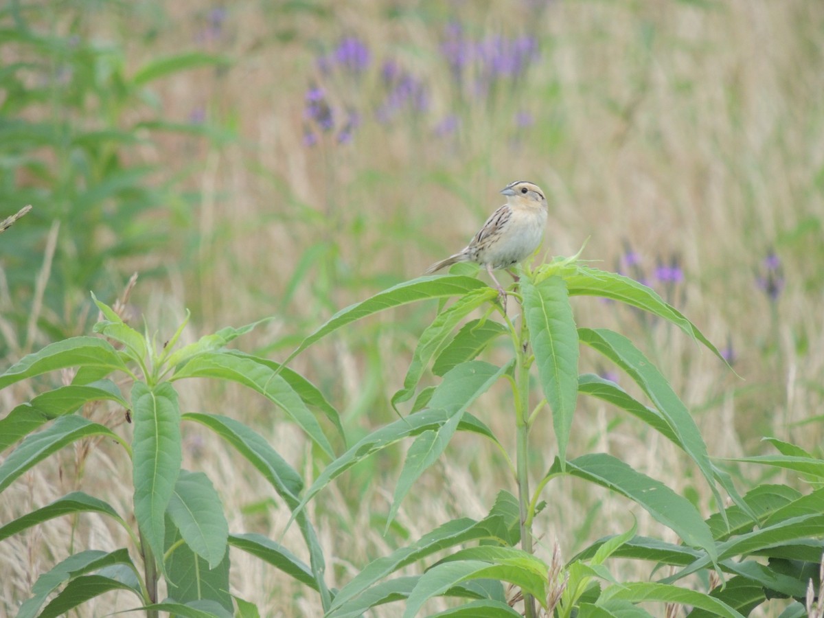 LeConte's Sparrow - ML249623491