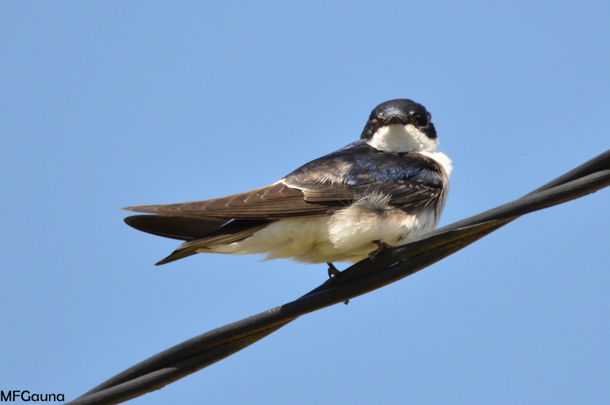 Chilean Swallow - ML249625131