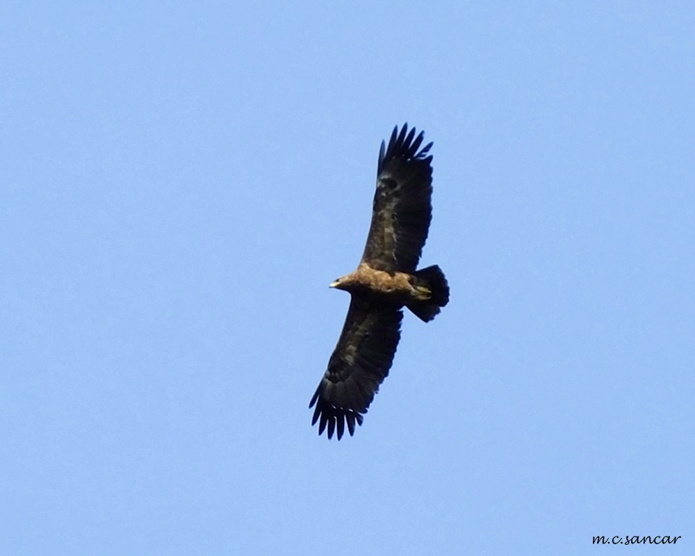 Lesser Spotted Eagle - Mustafa Coşkun  Sancar