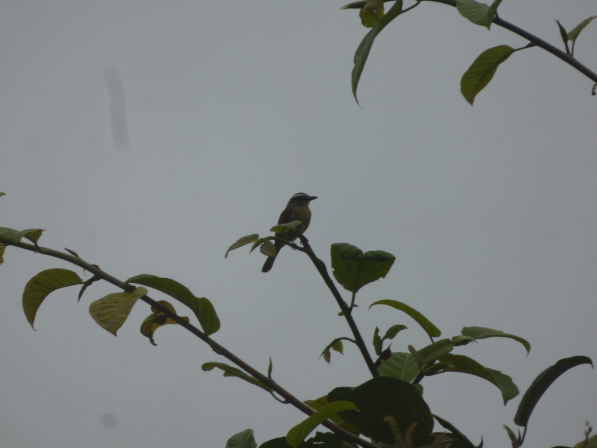 Golden-bellied Flycatcher - ML249626661