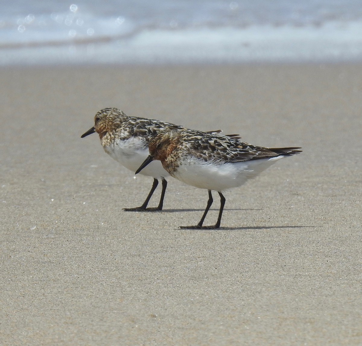 Гурвалж элсэг - ML249627041