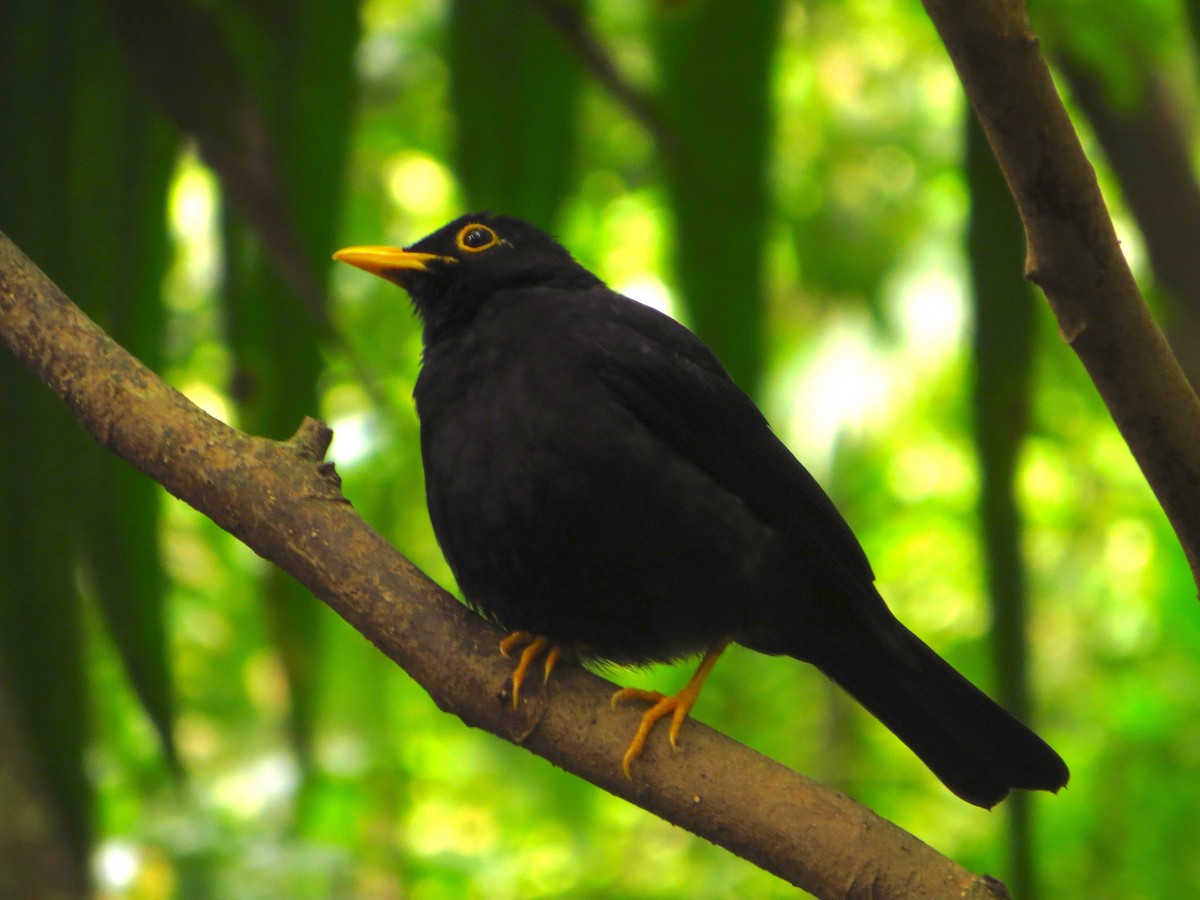 Yellow-legged Thrush - ML249627101