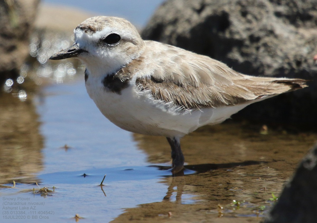 Snowy Plover - BB Oros