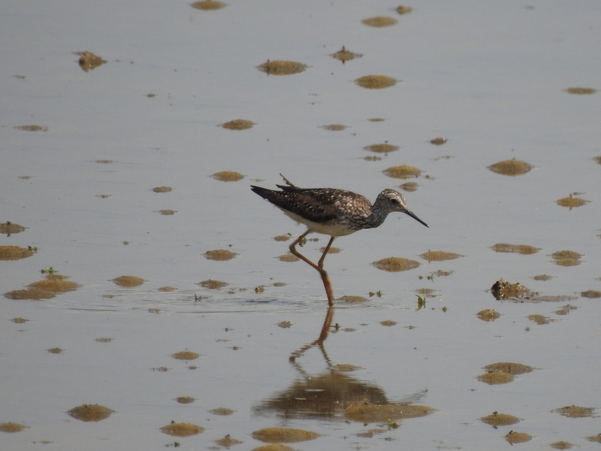 Lesser Yellowlegs - ML249629721