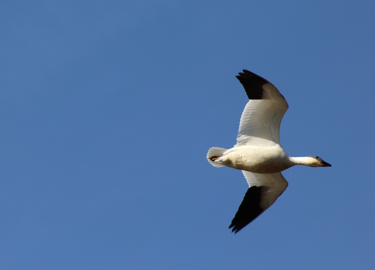 Snow Goose - ML24962991