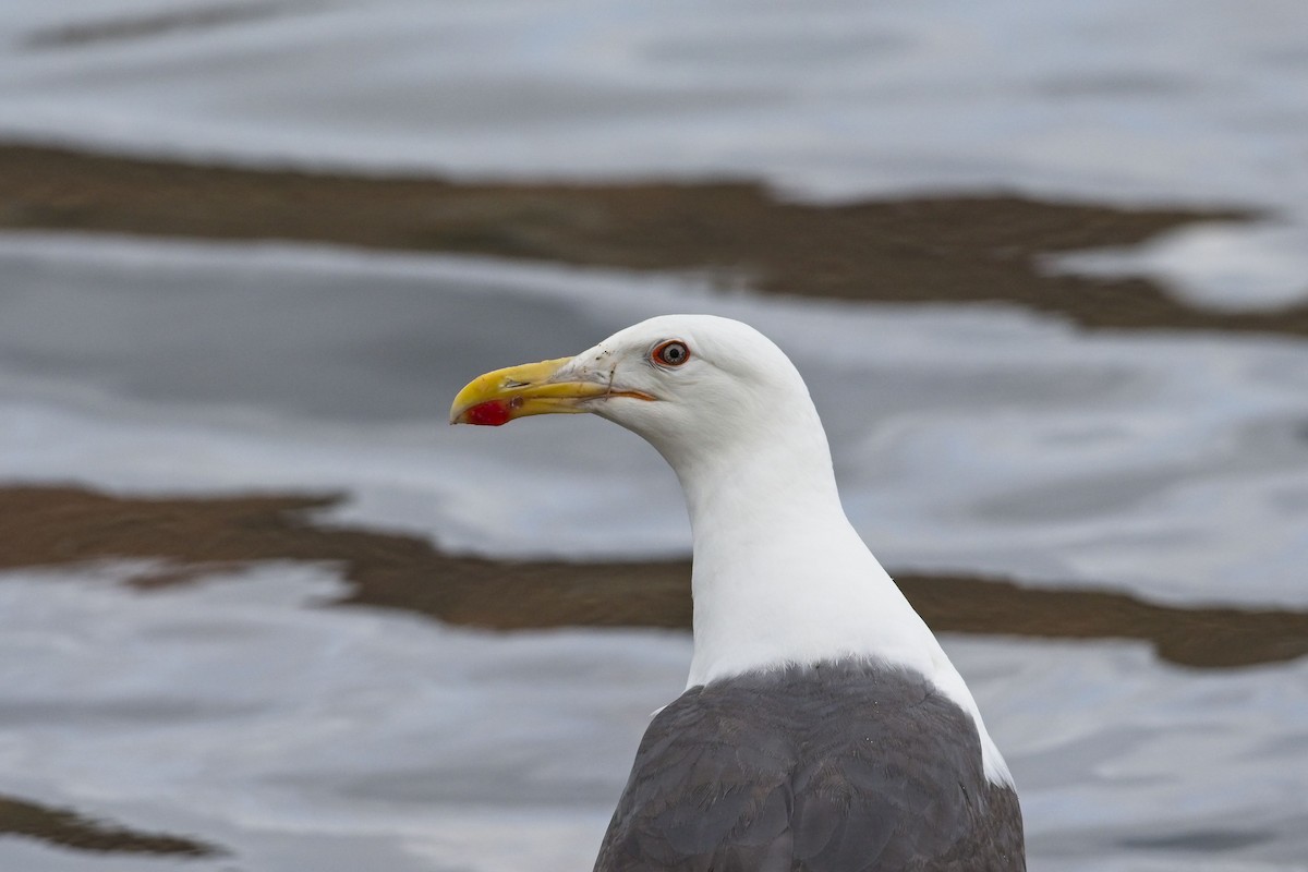 Great Black-backed Gull - Cody Matheson