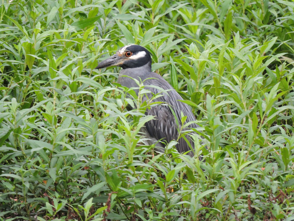 Yellow-crowned Night Heron - ML249632391