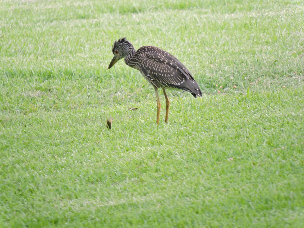 Yellow-crowned Night Heron - ML249632551