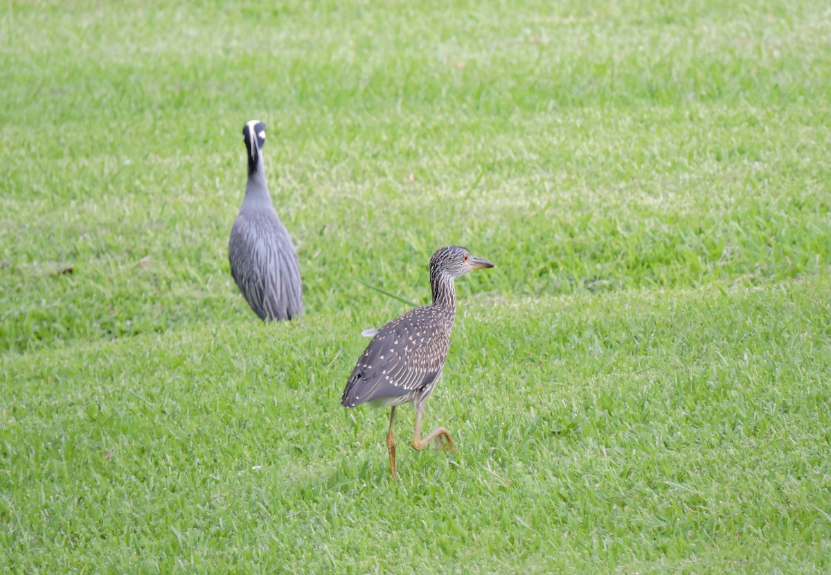 Yellow-crowned Night Heron - ML249632591