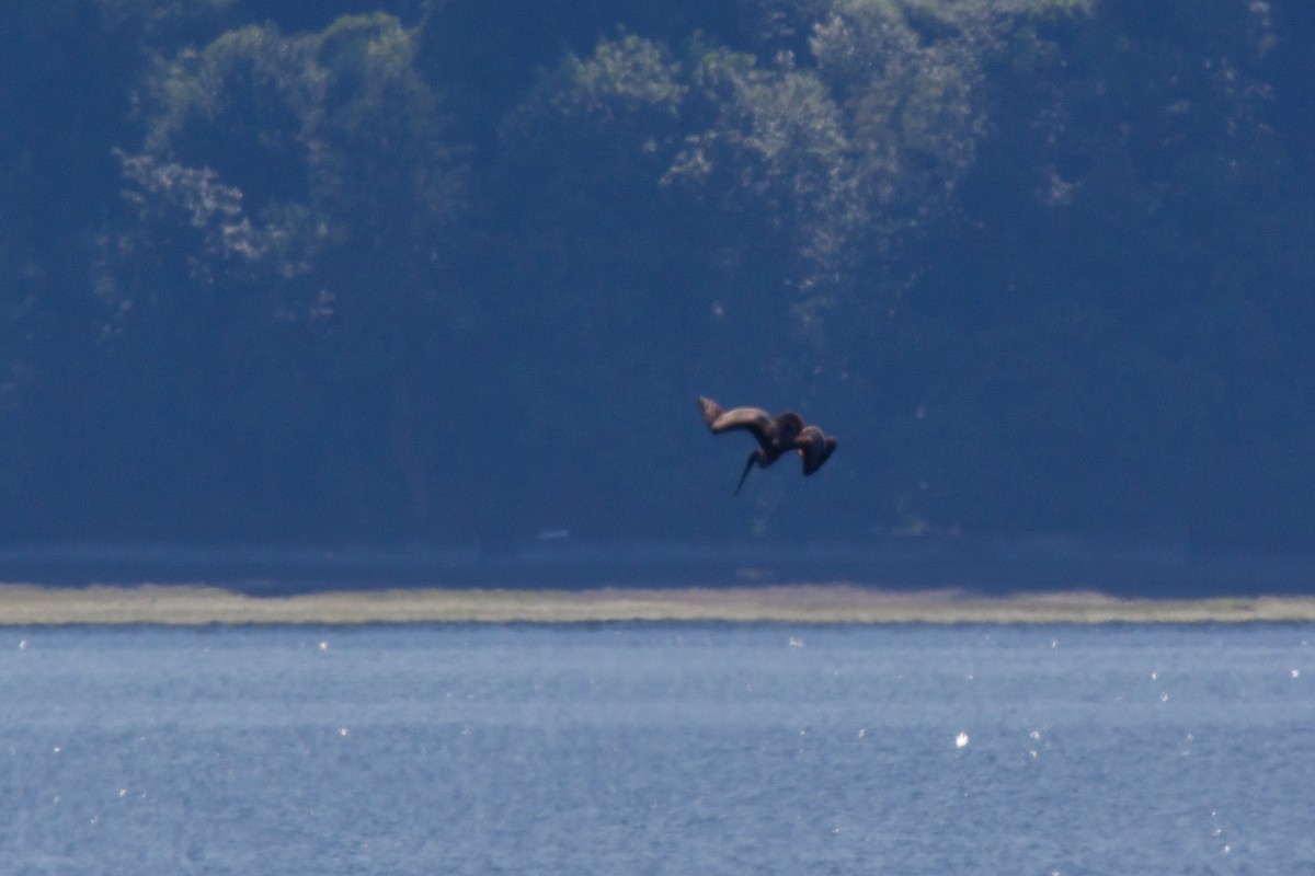 Brown Pelican - ML249632851